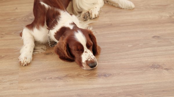 Les puces : l'importance de les comprendre pour mieux s'en protéger